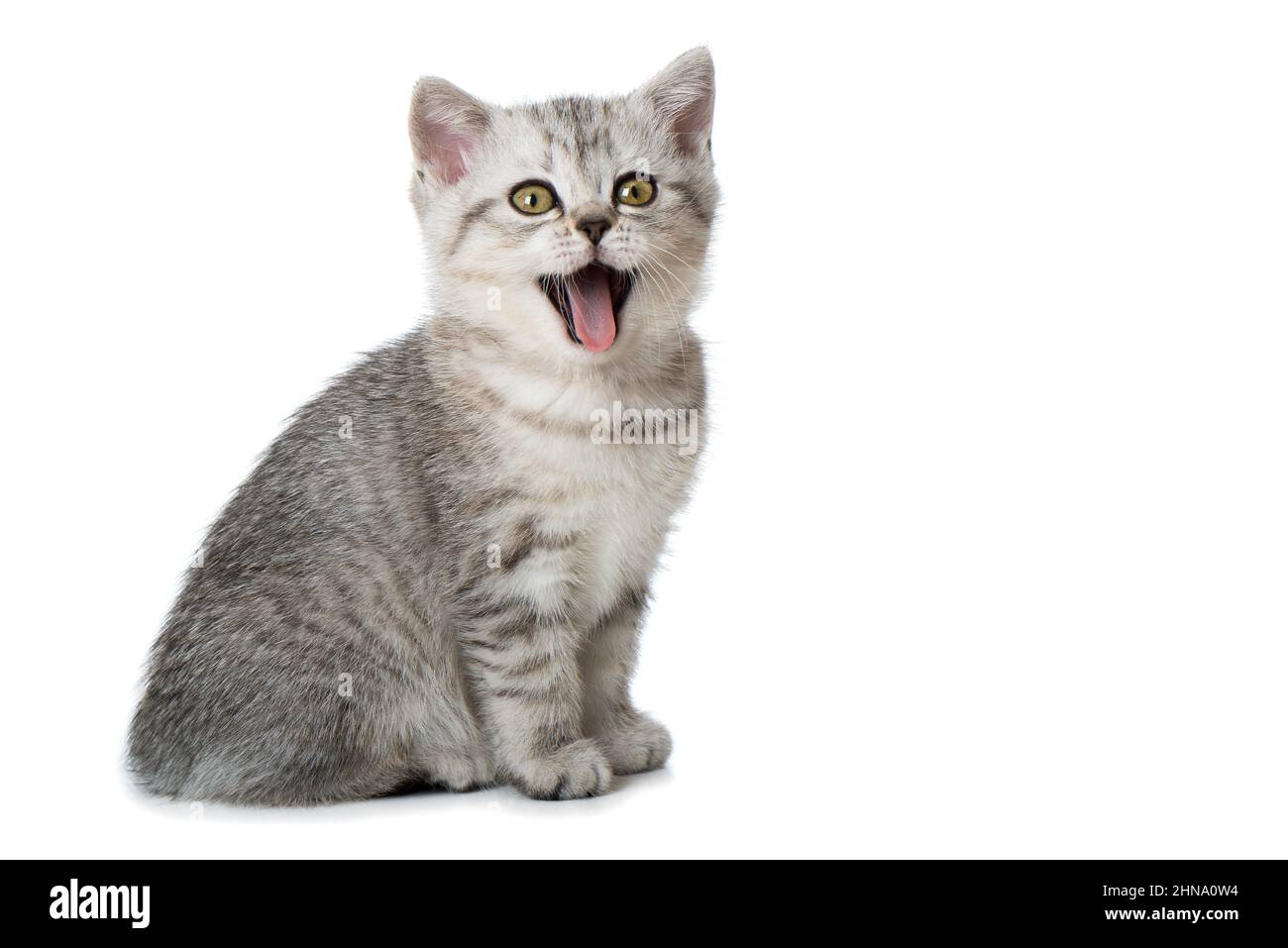 Britisch Kurzhaar Kätzchen isoliert auf weißem Stockfoto