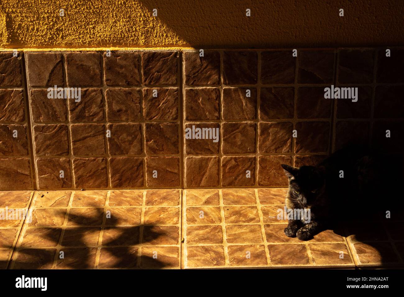 Goiânia, Goias, Brasilien – 15. Februar 2022: Eine carey-Katze sitzt im Schatten auf dem Bürgersteig. Stockfoto