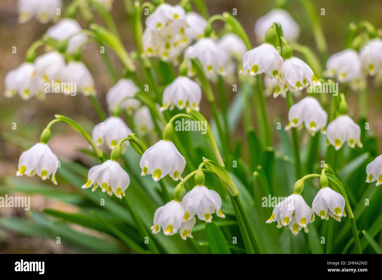 Frühling Schneeflocke, Blume mit Leucojum vernum lateinischen Namen. Stockfoto