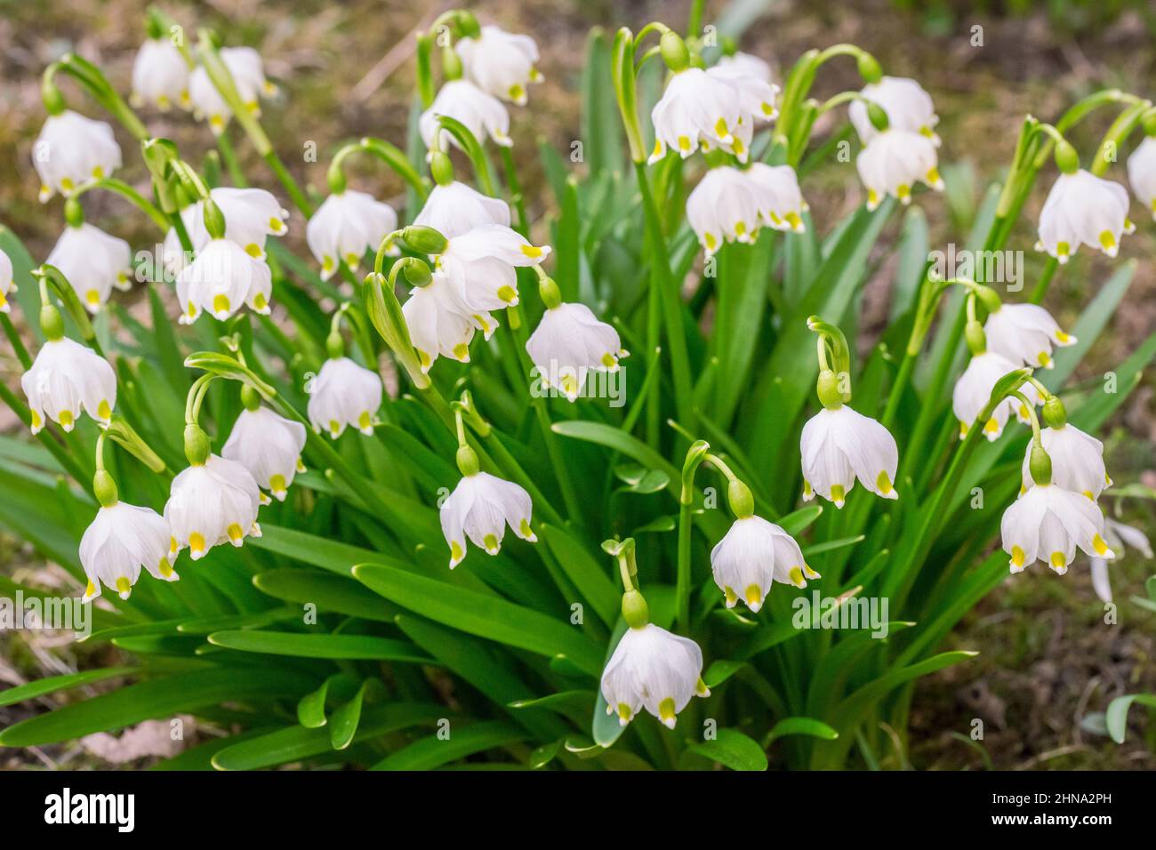 Frühling Schneeflocke, Blume mit Leucojum vernum lateinischen Namen. Stockfoto