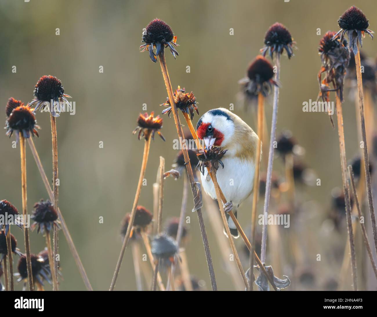 Europäischer Goldfink, Carduelis carduelis, der Vogel genießt es, in einem winterlichen Garten die Samen von ausgegebenen Blütenköpfen einer Konelblume zu knabbern und zu fressen Stockfoto