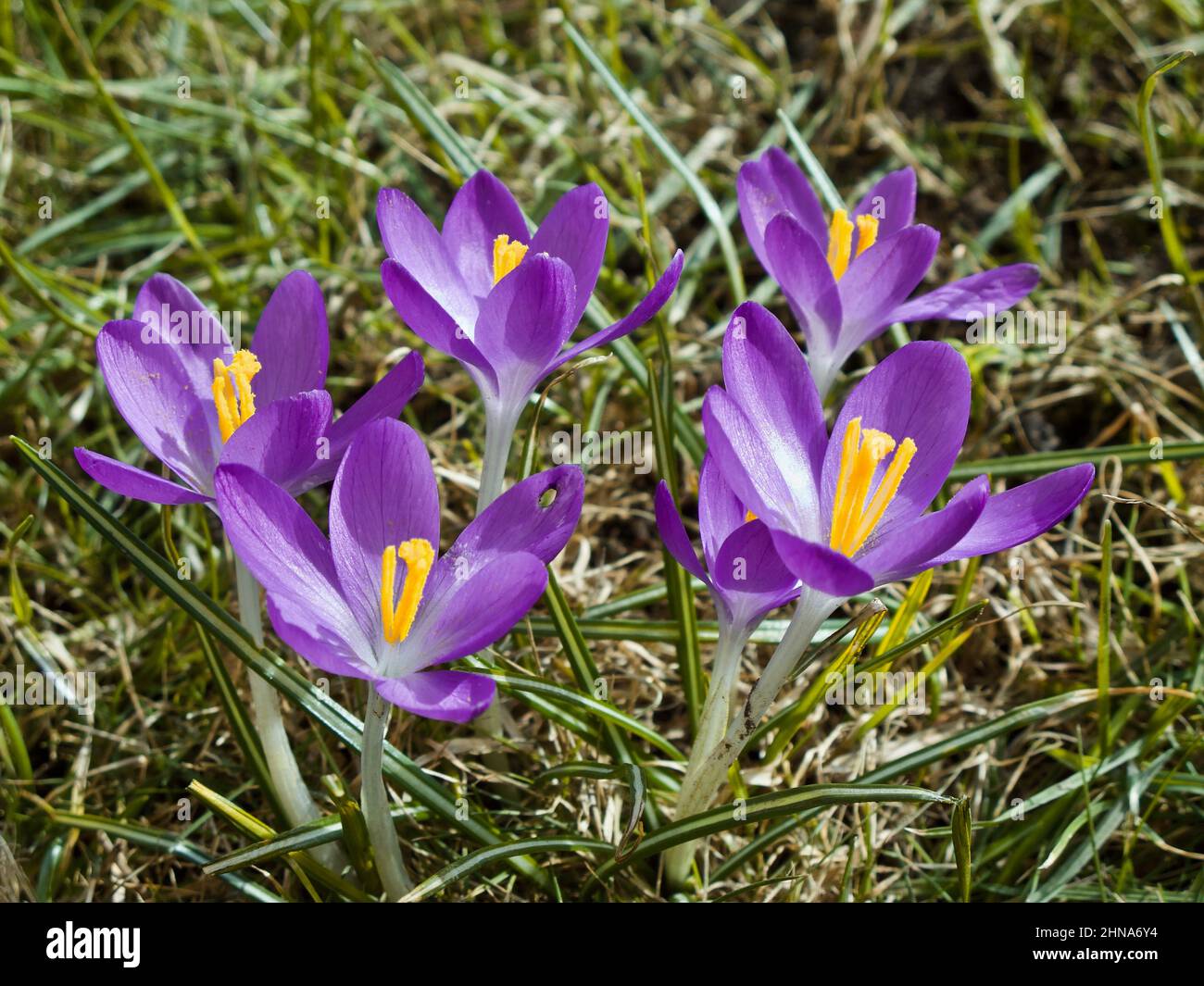 Lila Krokus blüht im Frühjahr im Gras. Stockfoto