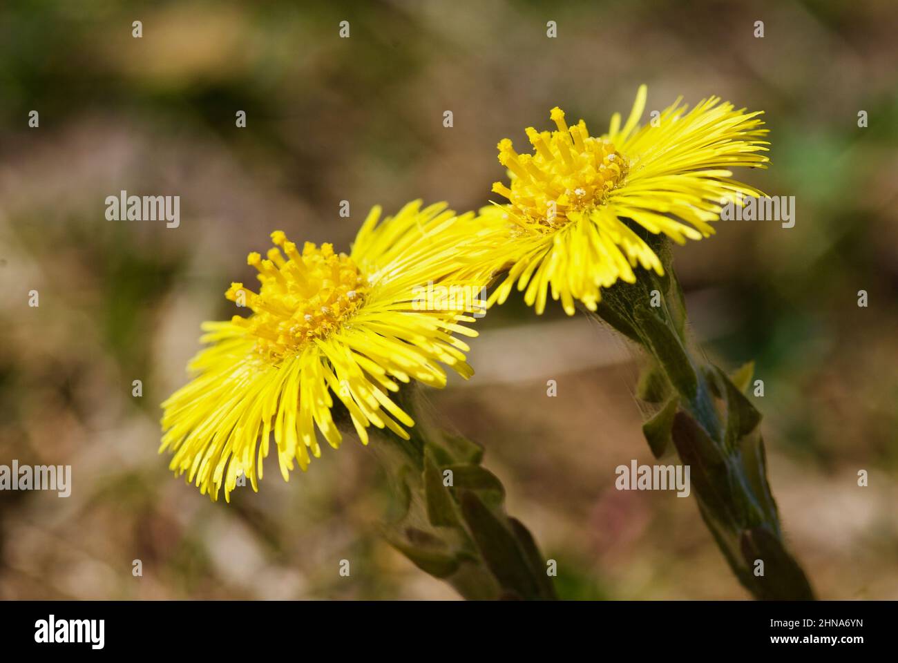 Nahaufnahme von zwei gelben Kolossen, die im Frühjahr aufwachsen. Stockfoto