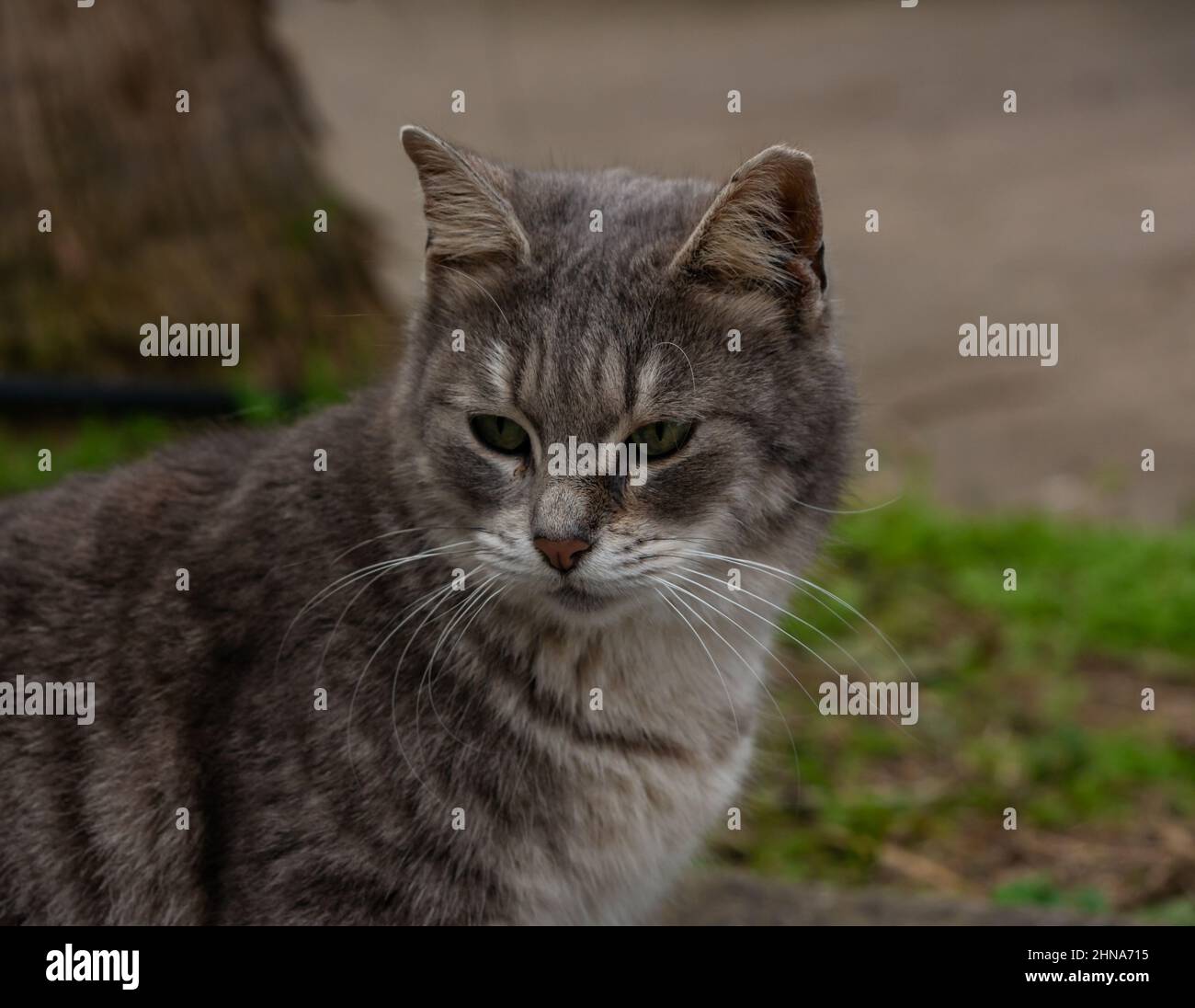 Nahaufnahme der jungen grauen Katze, die im Garten im Freien vor dem Hintergrund der Natur sitzt Stockfoto