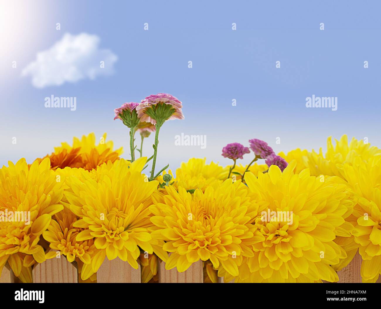 Große gelbe und lila Chrysanthemen mit Zaun mit blauem Himmel und Wolke. Natur, Frühling, Sommer. Speicherplatz kopieren Stockfoto