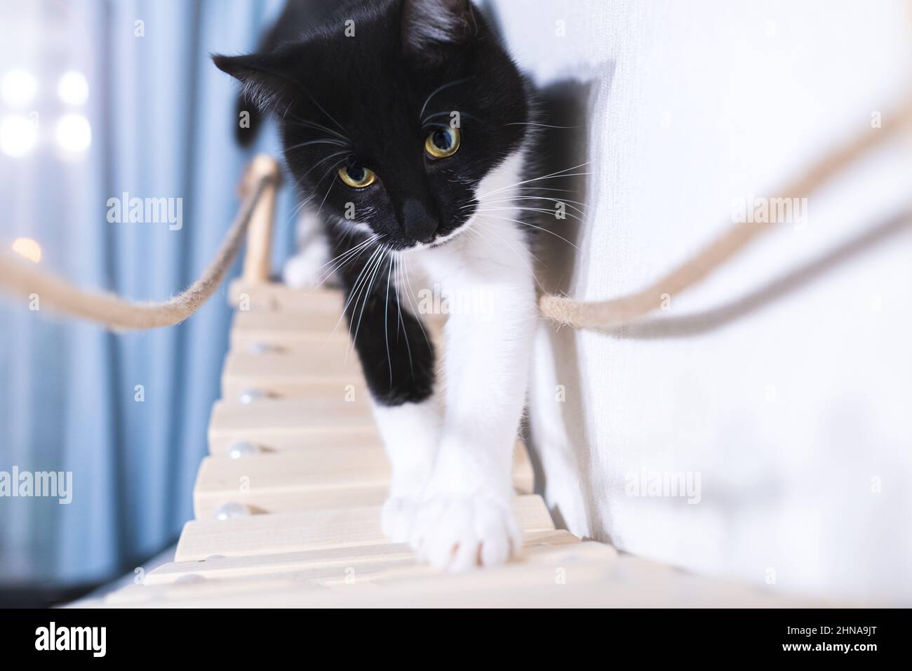 Schwarz-weiße Katze, die vorsichtig mit ihren Pfoten auf eine hölzerne Tierbrücke tritt, balanciert, katzenartige Anmut. Zubehör und Möbel für Haustiere. Stockfoto