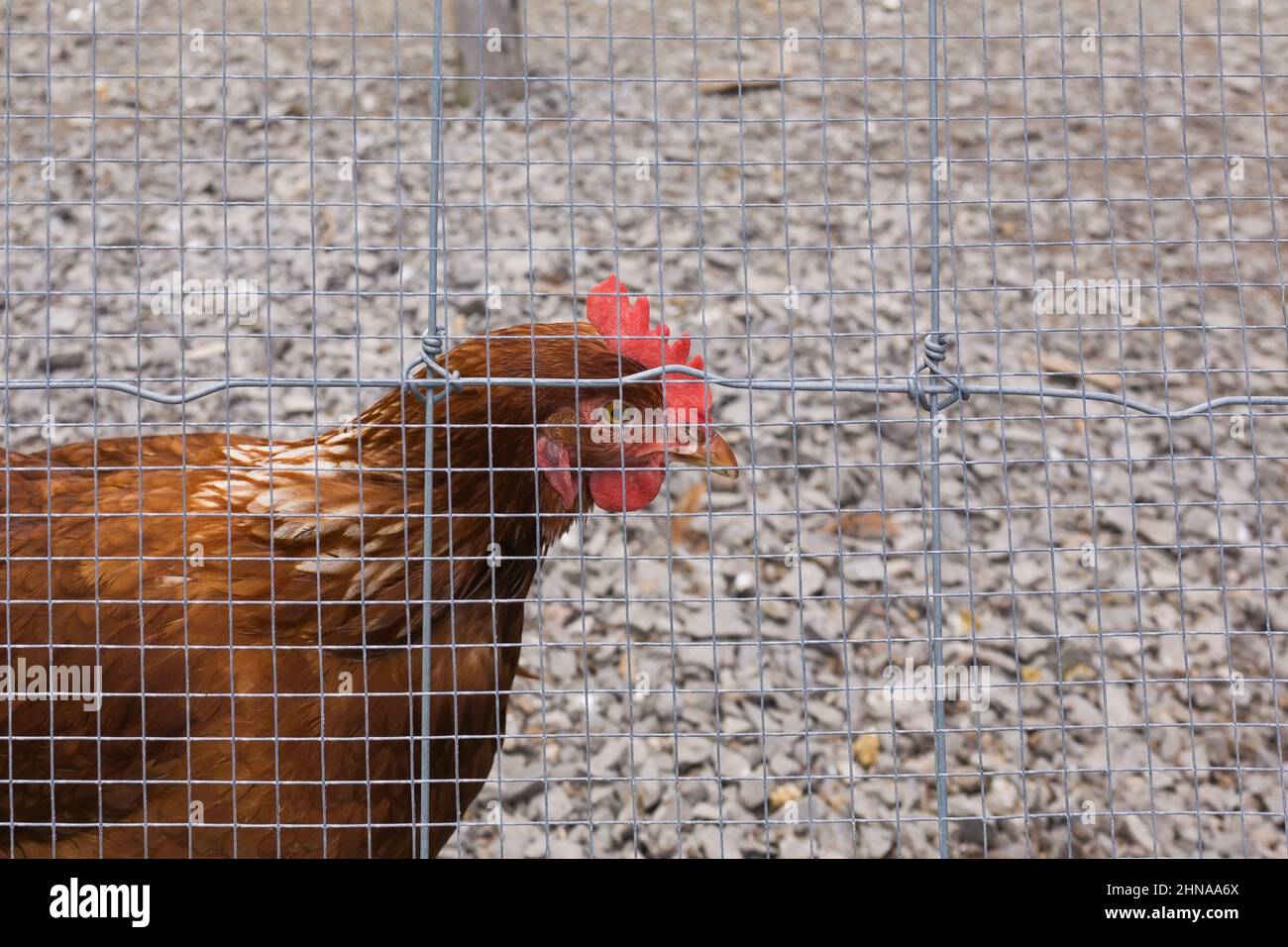 Henne in Hühnerstall anbraten. Stockfoto