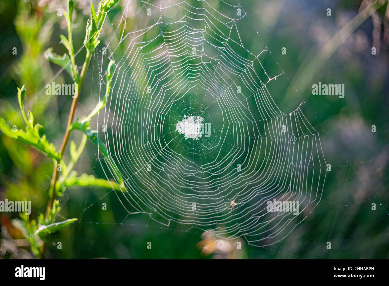 Spinnennetz auf dem Gras. Spinnennetz im Morgengrauen. Stockfoto