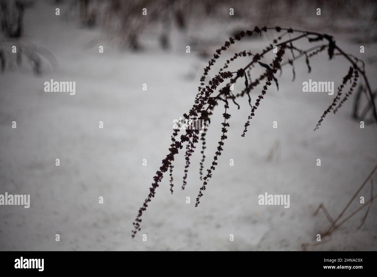 Trockenrasen im Schnee Stockfoto