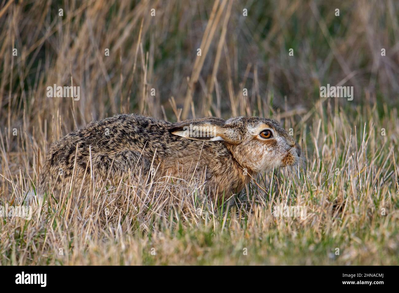 Europäischer Braunhase (Lepus europaeus) versteckt sich, indem er mit flachen Ohren liegt und sich auf seine Tarnfarben verlässt, die im Frühjahr in trockenem Gras versteckt sind Stockfoto