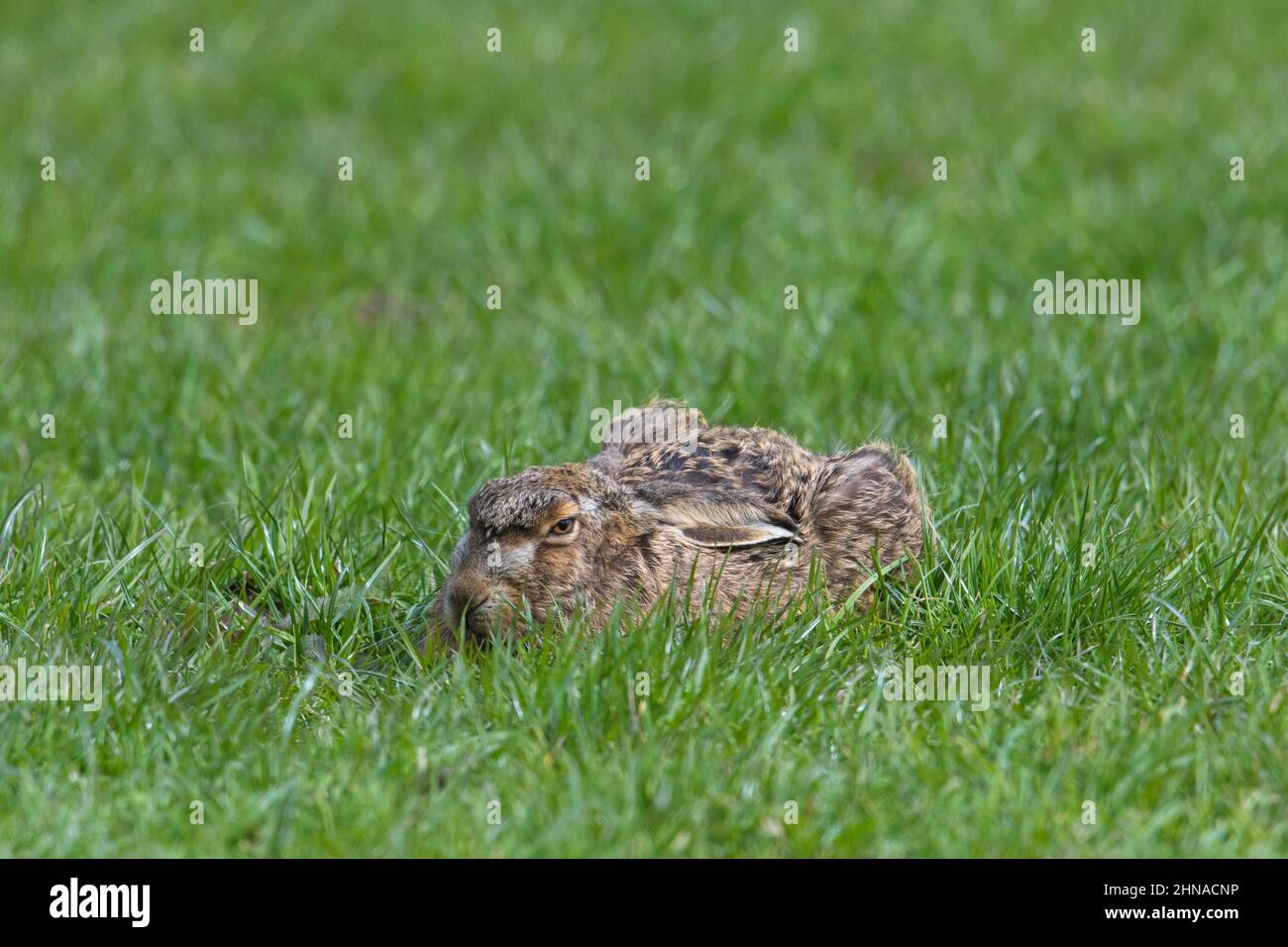 Europäischer Braunhase (Lepus europaeus), der sich im Frühjahr mit flachen Ohren im grünen Gras der Wiese / Grasland versteckt Stockfoto