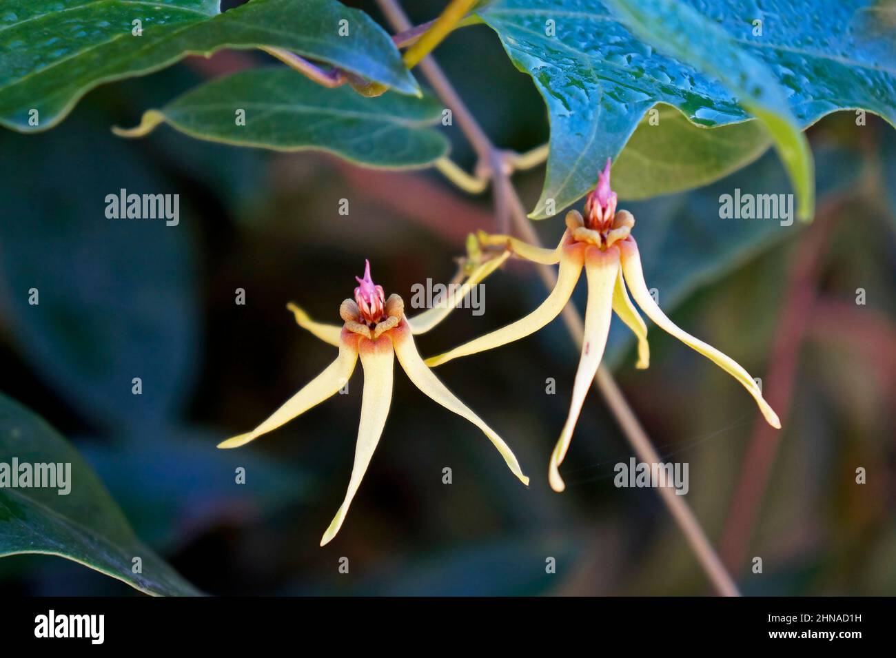 Wilde Blumen (Oxypetalum banksii) auf tropischen Wäldern Stockfoto
