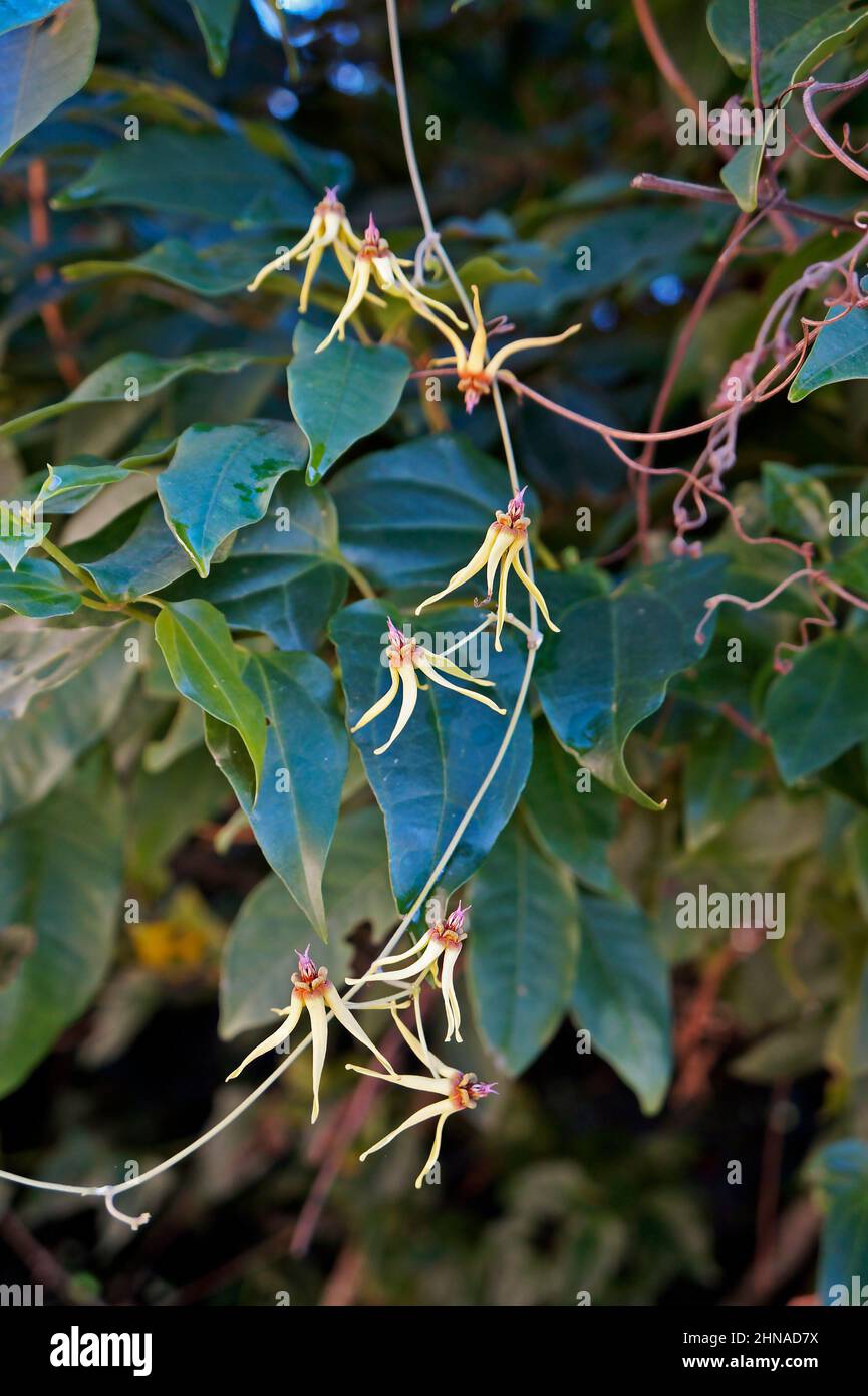 Wilde Blumen (Oxypetalum banksii) auf dem tropischen Regenwald Stockfoto
