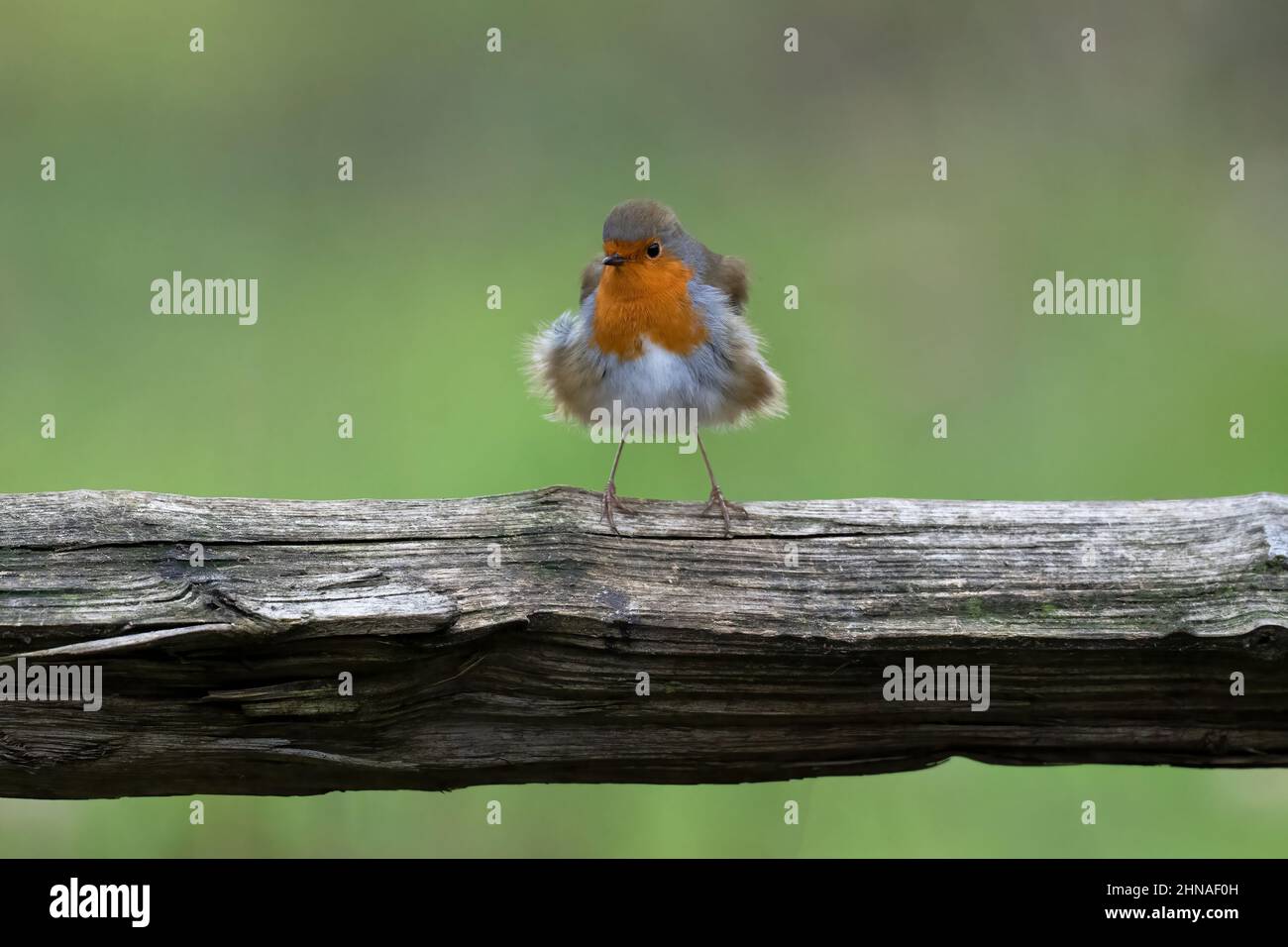 Robin-Erithacus Rubecula. Stockfoto