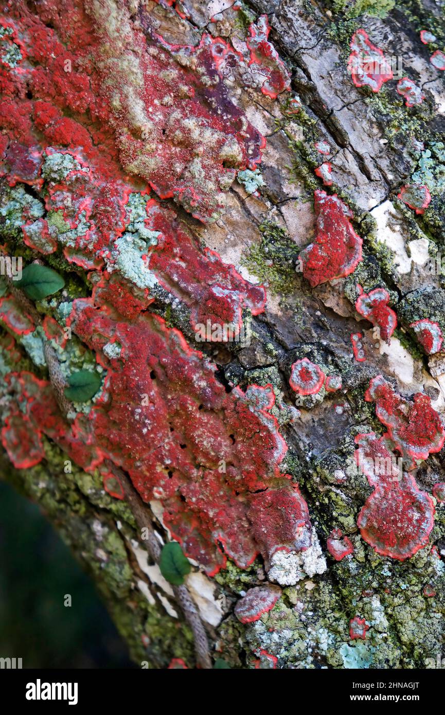 Rote Flechten auf Baumzweig Detail Stockfoto