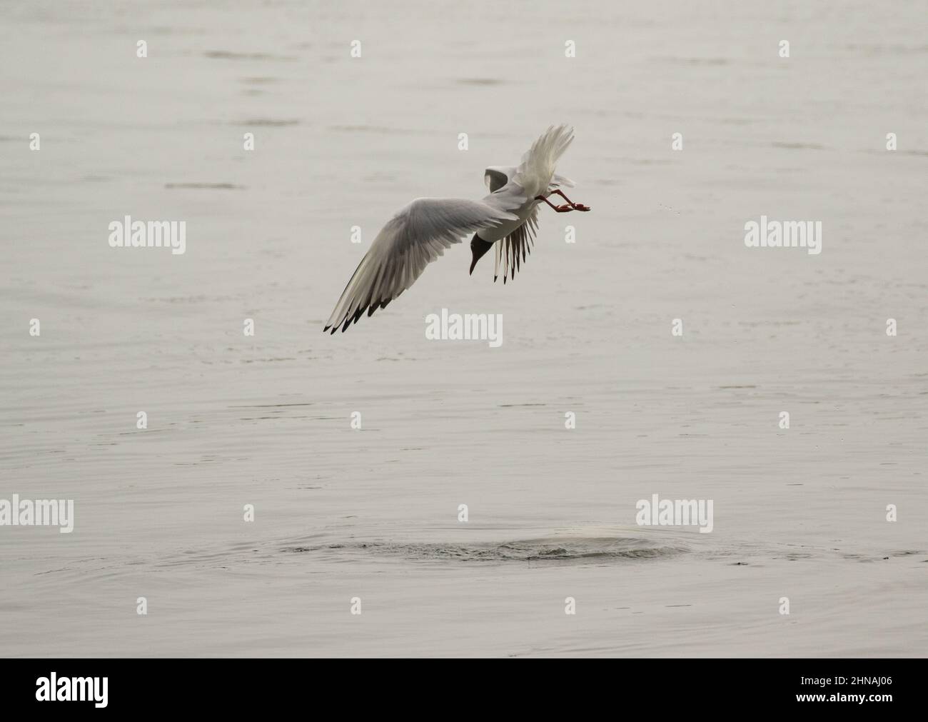 Eine Schwarzkopfmöwe, die ins Meer taucht, um sich von den FarneIslands Northumberland, Großbritannien, zu ernähren Stockfoto