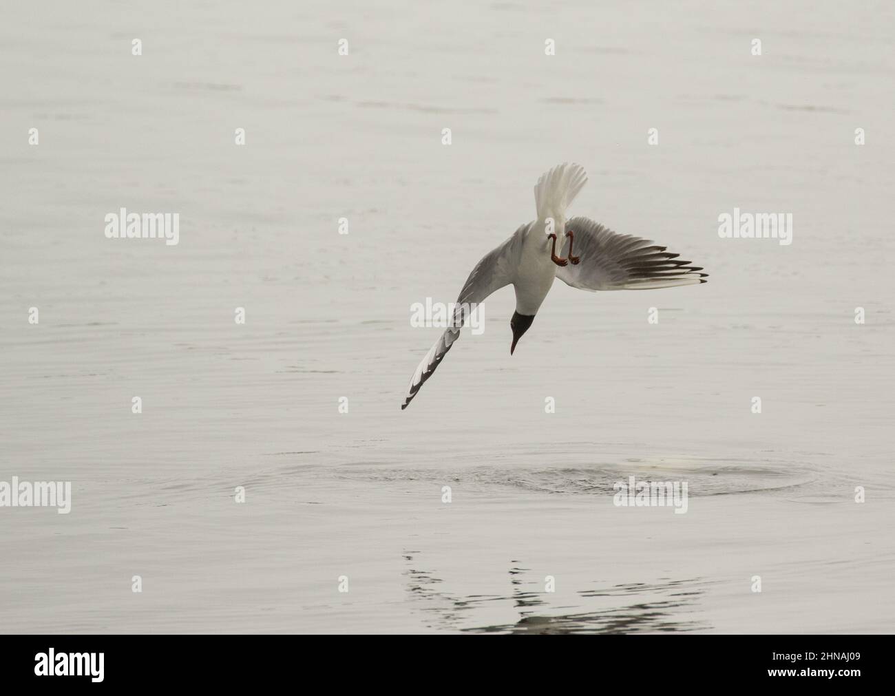 Eine Black Headed Gull taucht , die Flügel ausgestreckt, ins Meer, um sich von den FarneIslands Northumberland, Großbritannien, zu ernähren Stockfoto