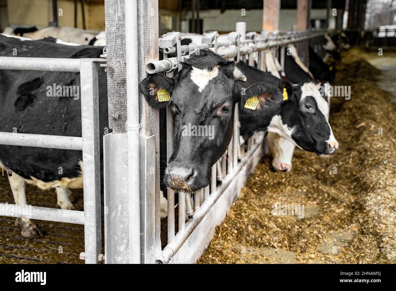 Saubere, schwarze Kuh mit weißen Flecken, mit gelbem Etikett am Ohr frisst Heu Stockfoto