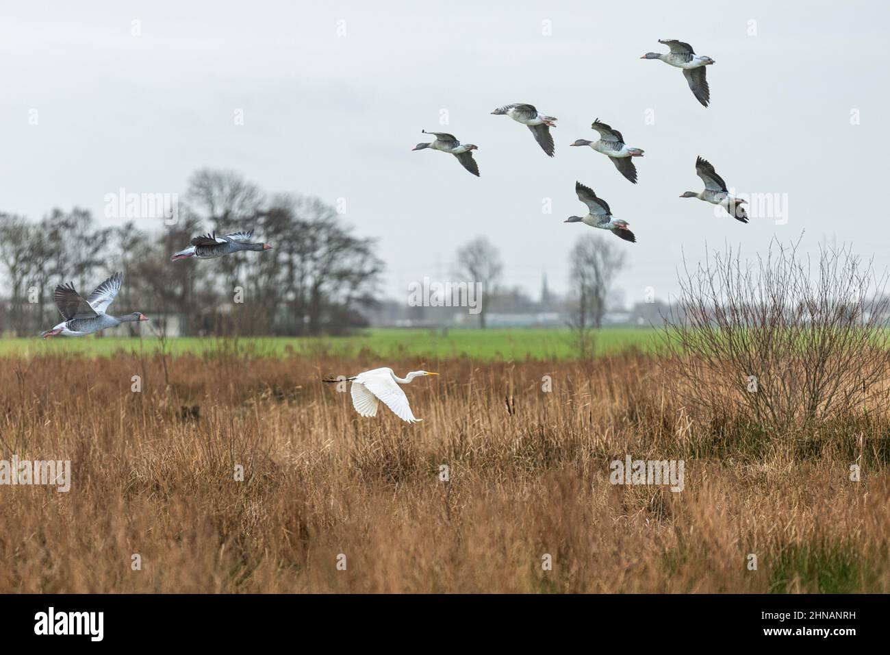 Feuchtgebietslandschaft mit braunem Winterrot und Graugänsen, Anser anser und einem Silberreiher, Ardea alba, der von verschiedenen Seiten wieder überfliegt Stockfoto