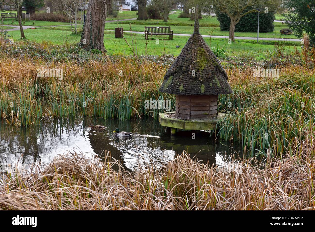 Ententeich mit traditionellem Entenhaus und Hartley Wintney Commons Park dahinter, Hampshire, Großbritannien Stockfoto