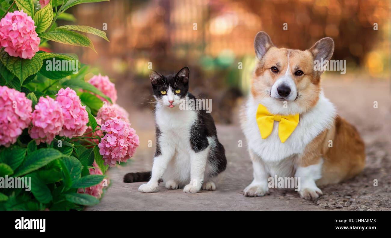 Portrait-Freunde lustiger Corgi-Welpe und witziges Kätzchen sitzen in einem sonnigen Garten zwischen rosa schönen Hortensien-Blüten Stockfoto