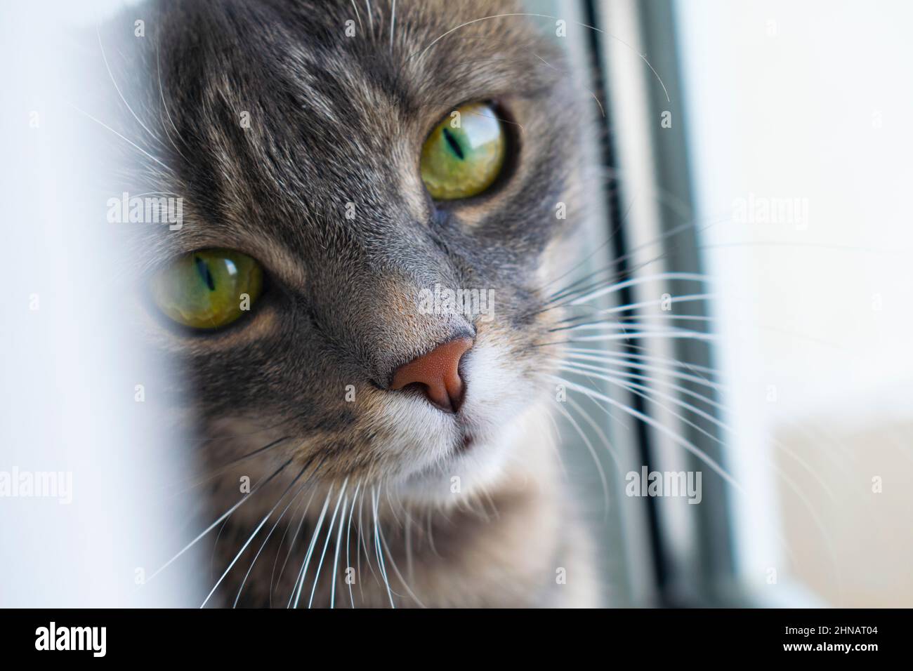 Grau gestromte Katze im Nahaufnahme-Porträt neben einem Fenster Stockfoto