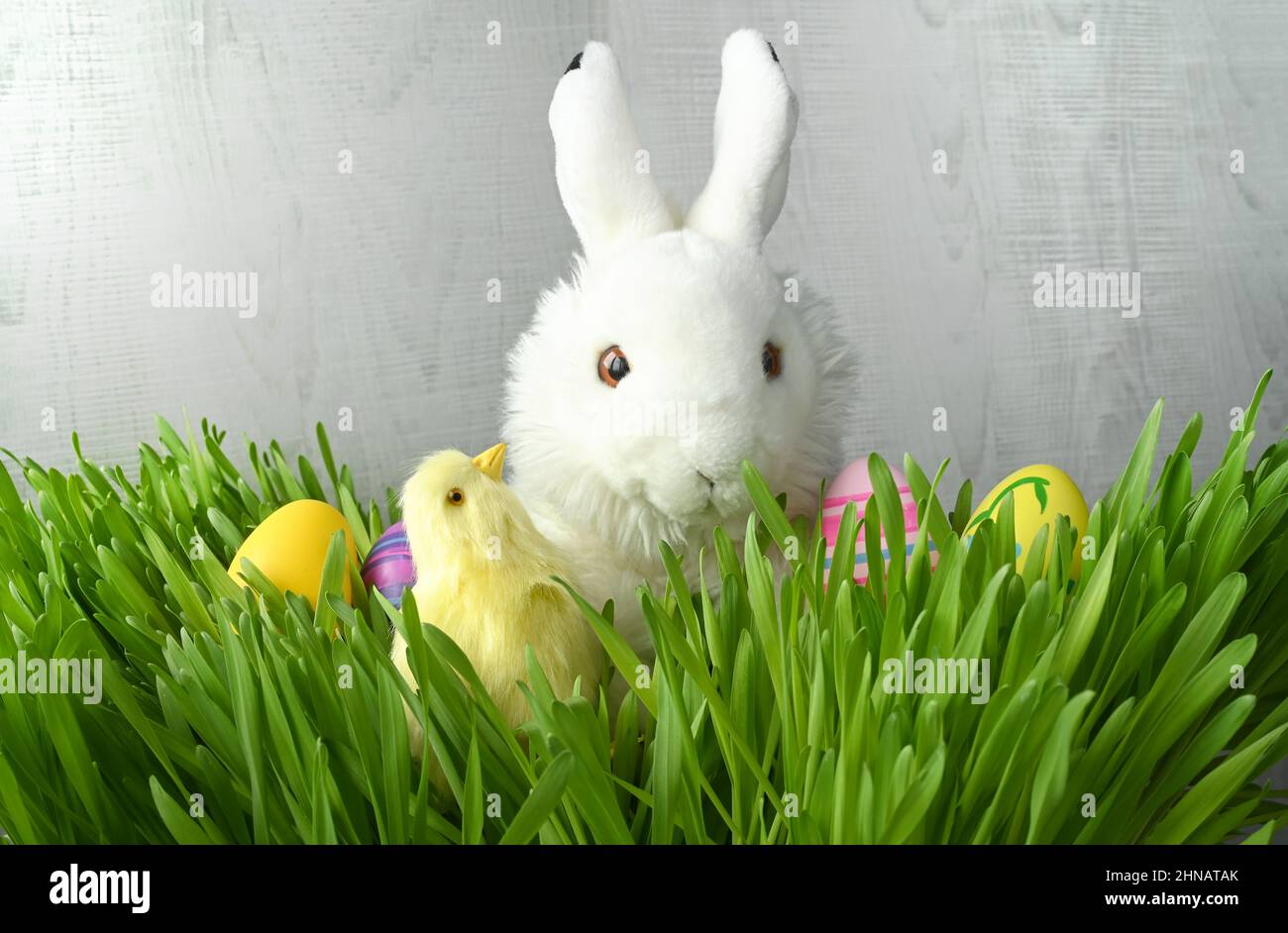 Osterhase Kaninchen mit bemalten Eiern und Küken im Gras auf grauem Hintergrund. Osterfeiertagskonzept. Osterkarte. Stockfoto