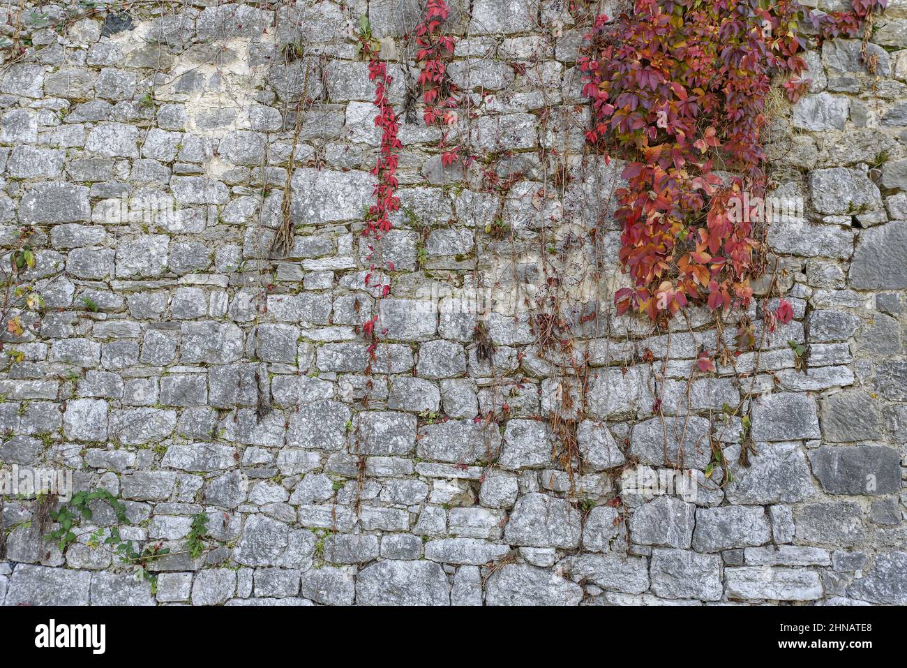 Kleiner roter Efeu-Kriechgang an der alten Burgsteinmauer Stockfoto