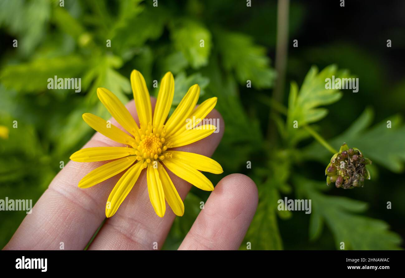 Gelbe Blüten, mit grünen Blättern, Details der Natur, nahe uo Blüte. Stockfoto