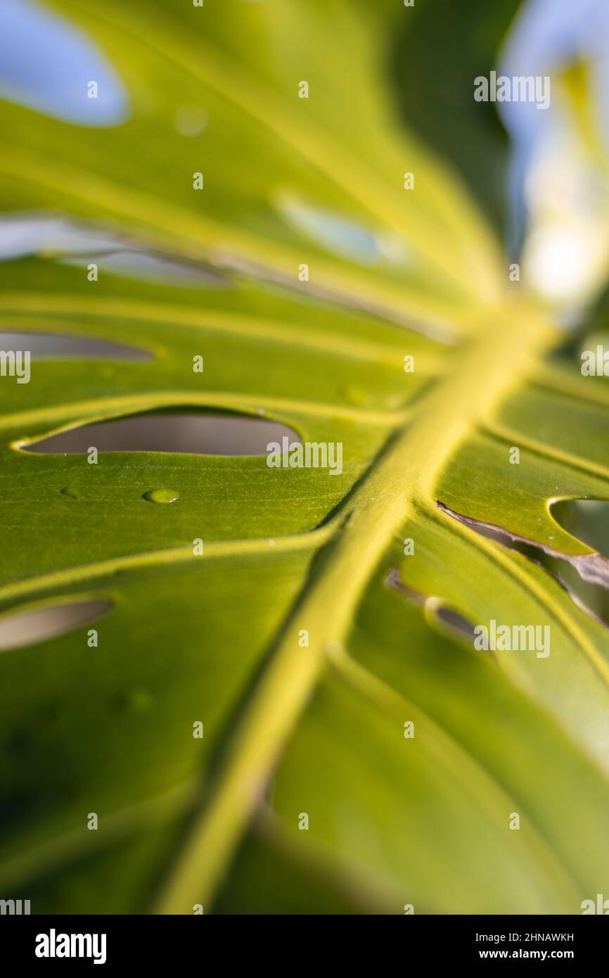 Details einer Monstera-Pflanze, Löcher im Monstera-Blatt, Textur der Natur, Nahaufnahmen. Stockfoto