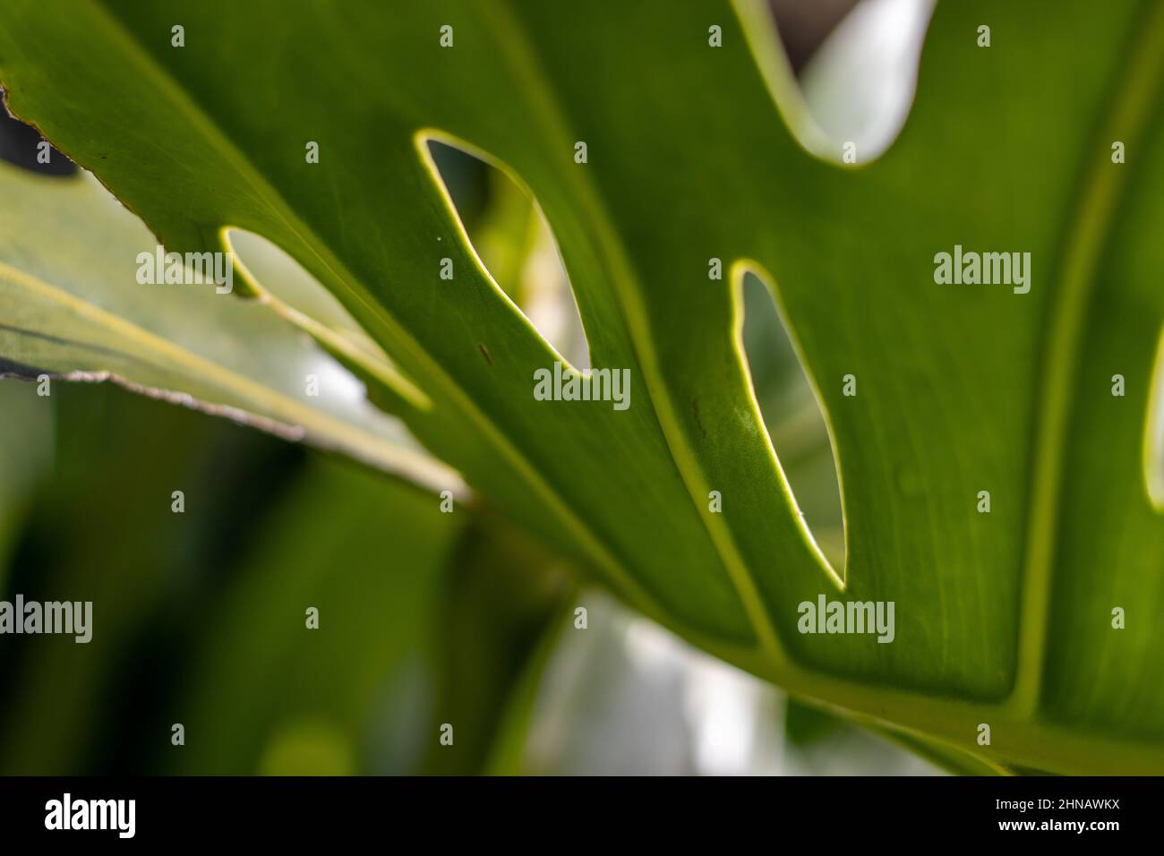 Details einer Monstera-Pflanze, Löcher im Monstera-Blatt, Textur der Natur, Nahaufnahmen. Stockfoto