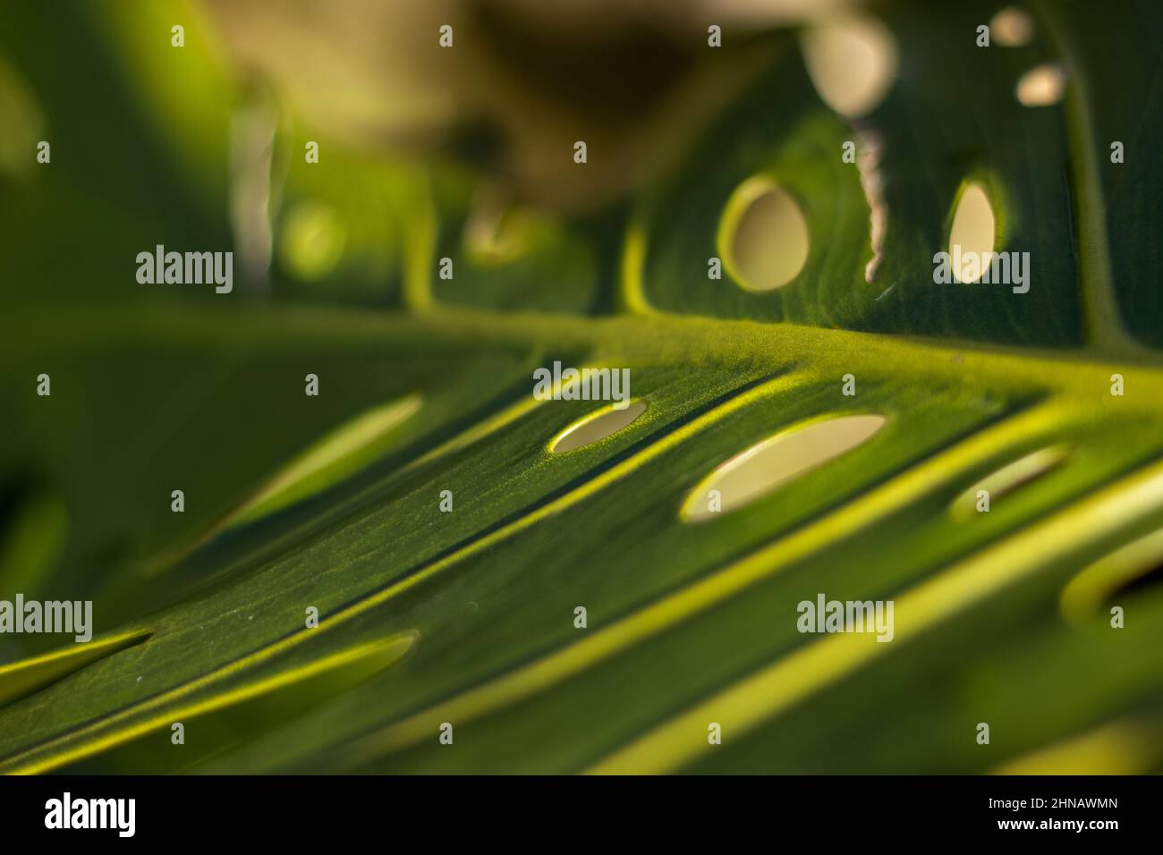Details einer Monstera-Pflanze, Löcher im Monstera-Blatt, Textur der Natur, Nahaufnahmen. Stockfoto