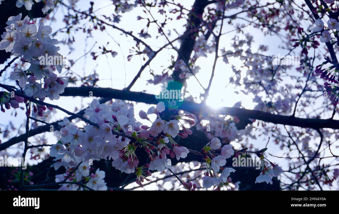 Sonnenschein Stockfoto