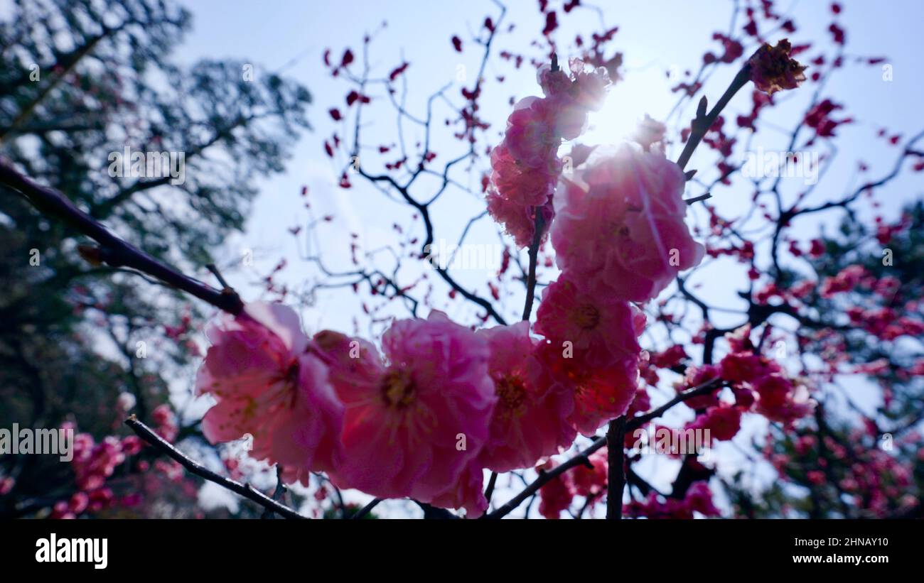 Kirschblüte Stockfoto