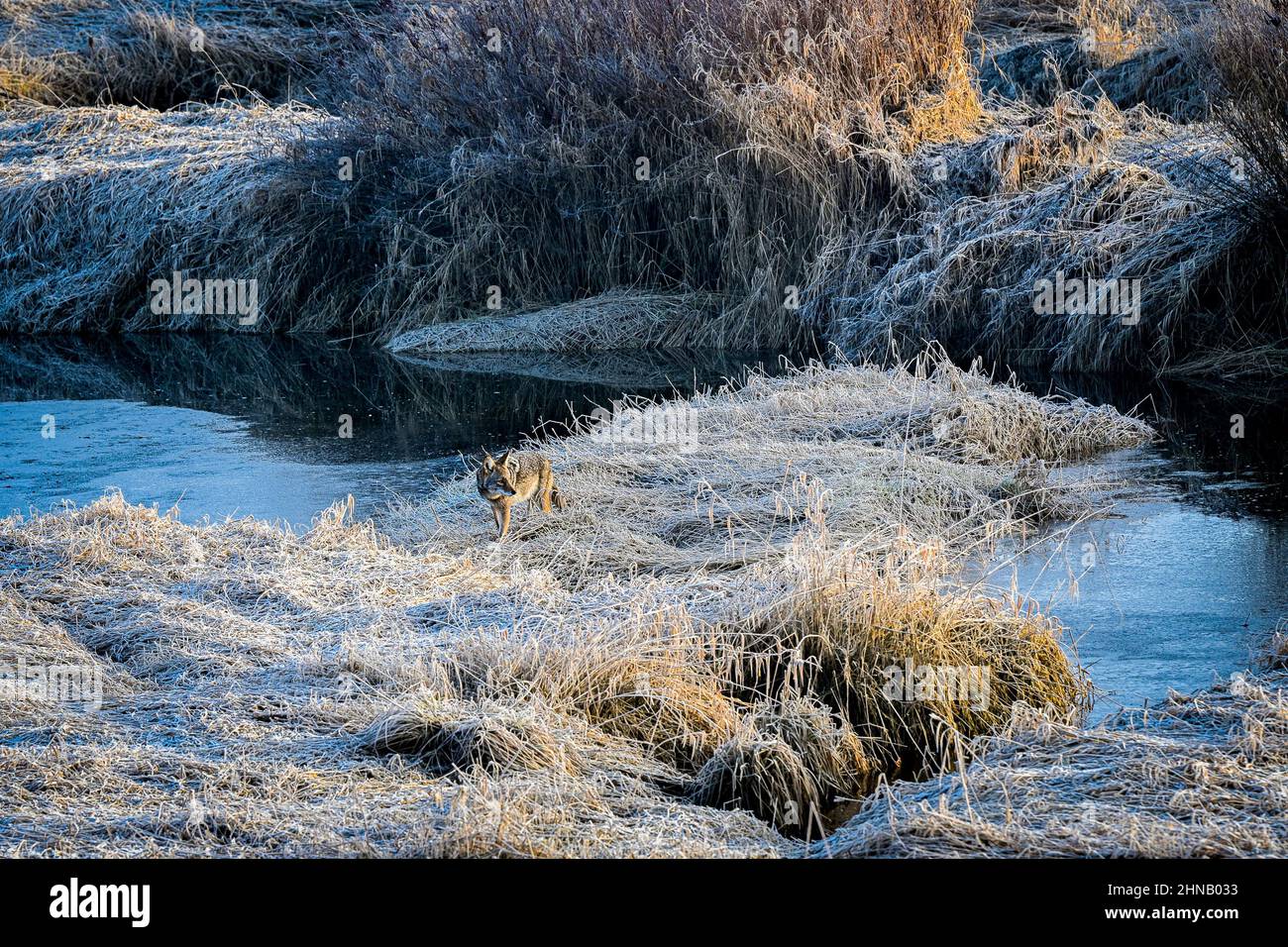 Coyote, in der Nähe des Alouette River, Maple Ridge, British Columbia, Kanada Stockfoto