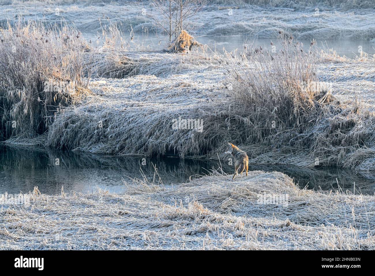 Coyote, in der Nähe des Alouette River, Maple Ridge, British Columbia, Kanada Stockfoto