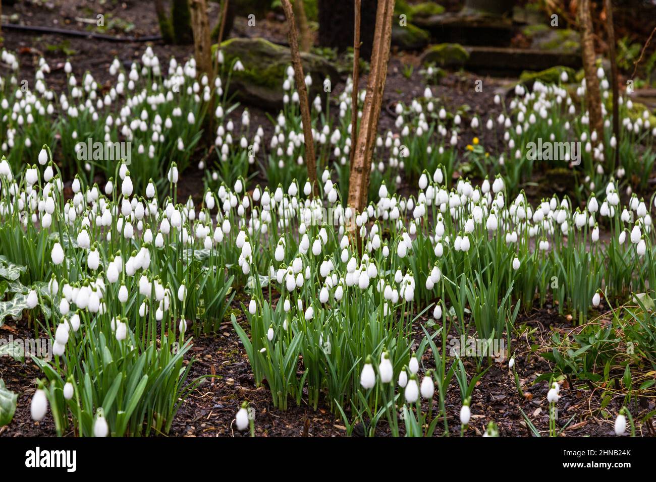 Schneeglöckchen-Blumen (galanthus)bedecken den Boden in einem Yorkshire-Garten, England. Stockfoto