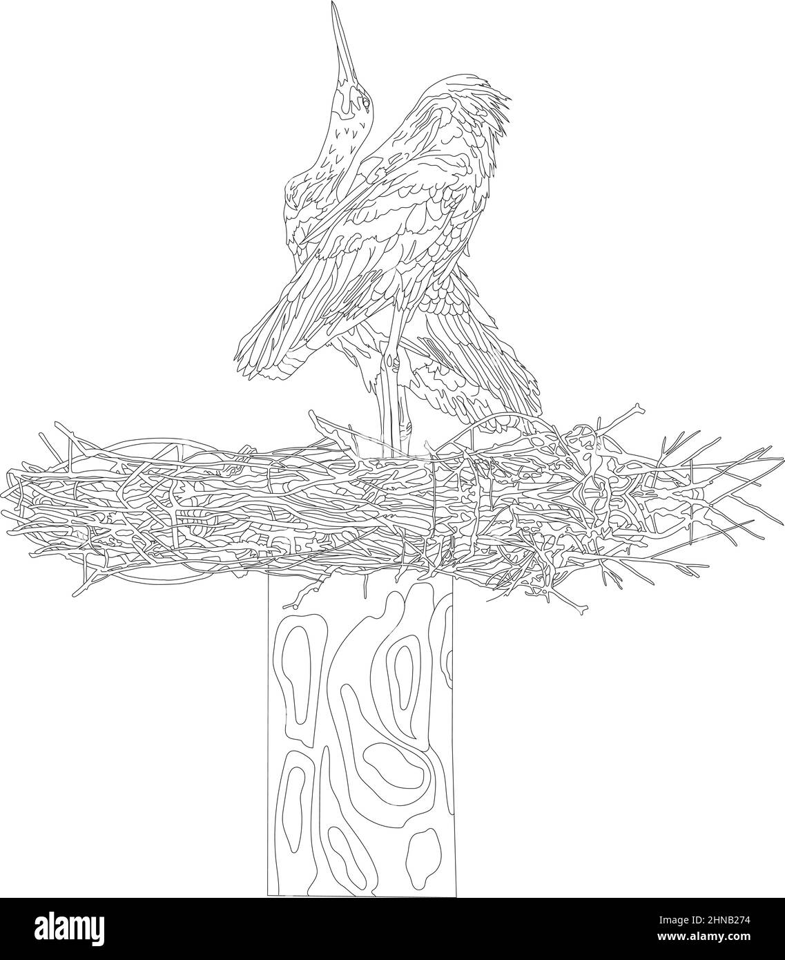 Ein Storchenpaar in einem Nest. Graue und weiße Störche im Umrissstil auf weißem Hintergrund. Vektorgrafik, Objekte der Isolation. Stock Vektor