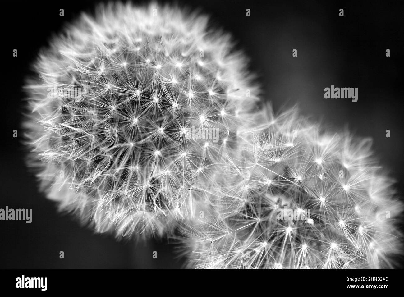 Schwarz-Weiß Nahaufnahme von 2 überlappenden weißen Dandelionenköpfen Stockfoto