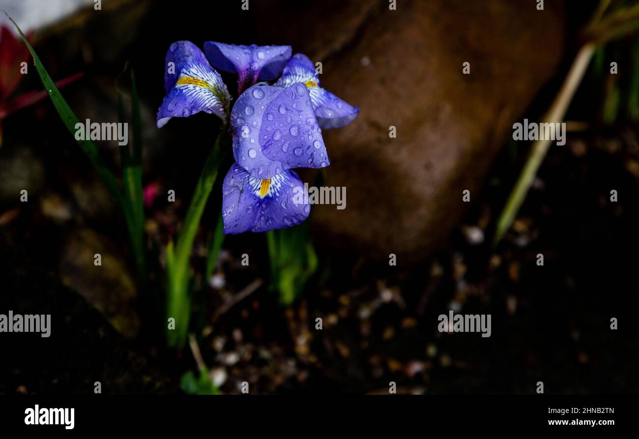 Iris renticulata Nahaufnahme nach Regen. Stockfoto