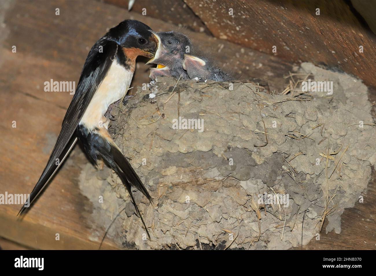 Stallschwalbe füttert Nestlinge Stockfoto