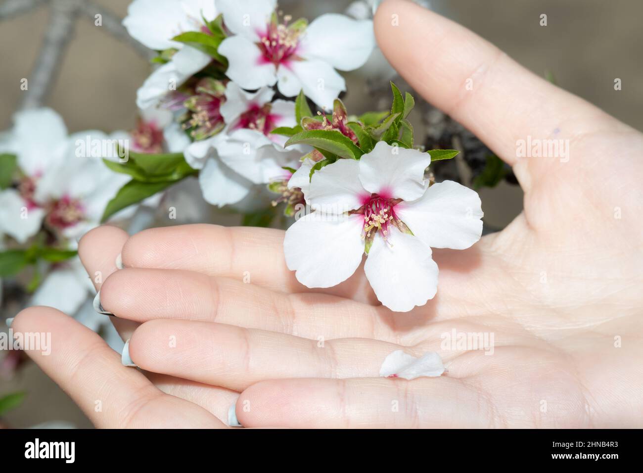 Draufsicht auf eine Frau, die Mandelschalen und Mandelblüten in ihrer Handfläche auf dem Feld hält. Erstaunlicher Frühlingsbeginn. Selektiver Fokus auf ihre Hand. Stockfoto