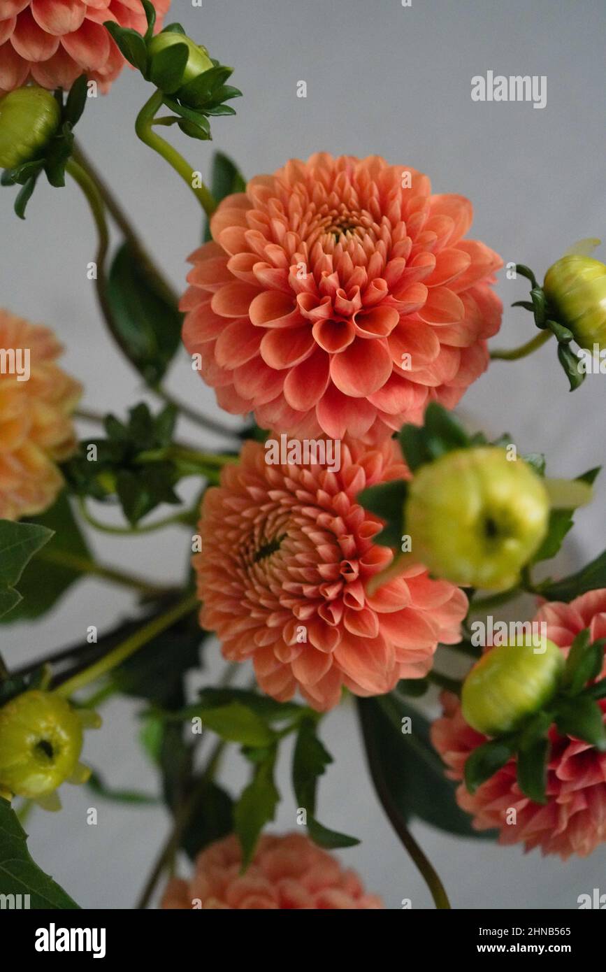 Hell gefärbte orange Kornelkugel Dahlien in voller Blüte -- ein Spätsommer Blumenarrangement, das Wärme und Freude ausstrahlt. Stockfoto