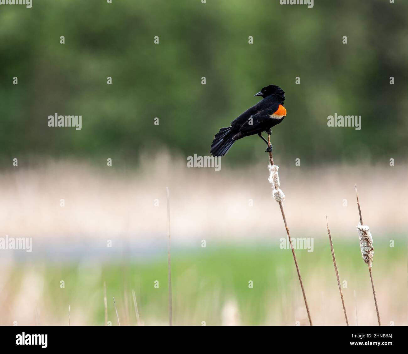 Rotflügelige Amsel, die auf einem Rattanschwein thront und in der Ferne abblickt. Stockfoto