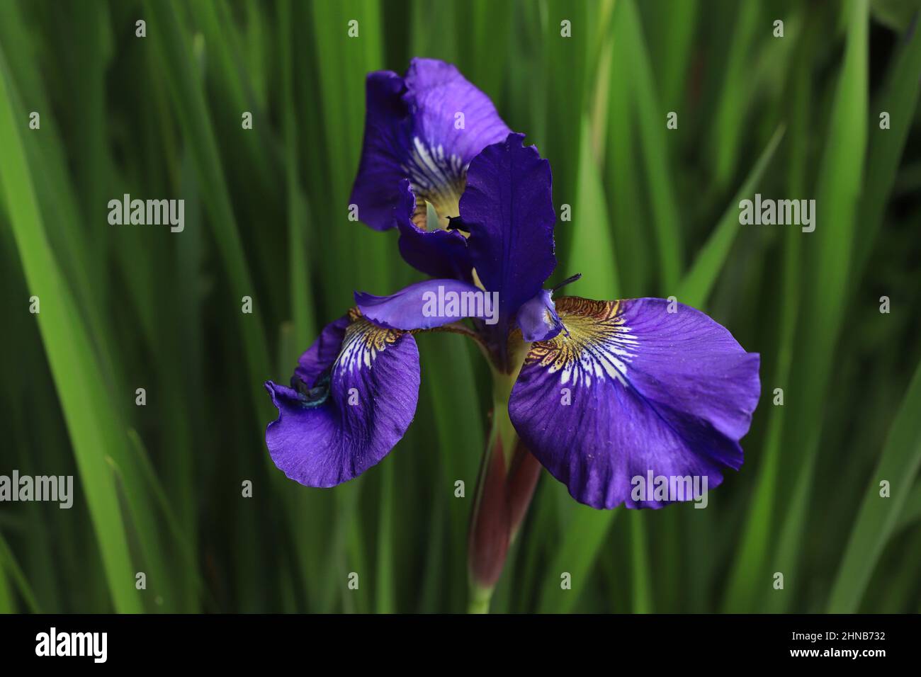 Lila holländische Iris mit grünen Blättern im Hintergrund. Stockfoto