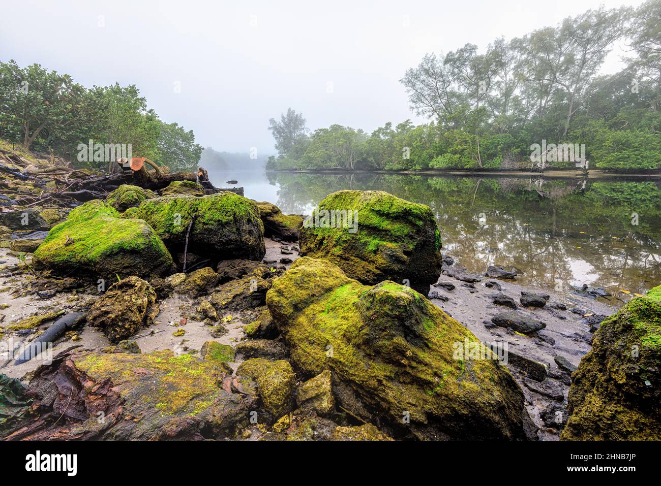 Moos bedeckte Felsen am Ufer des El Rio Kanals in Boca Raton Stockfoto