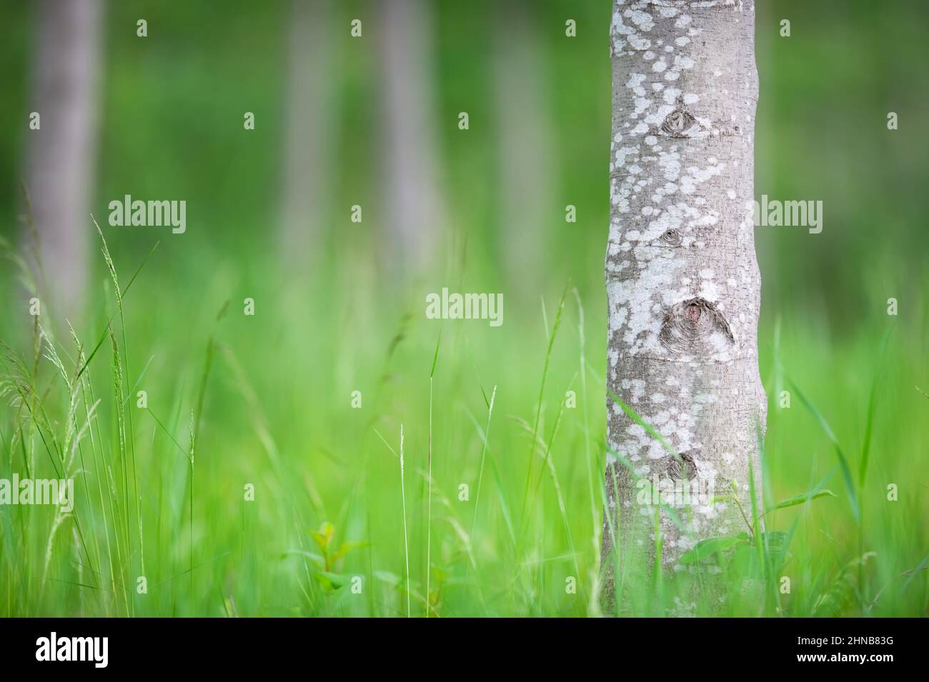 Stämme des schwarzen Erlenbaums (Alnus glutinosa). Konzentrieren Sie sich auf den Baumstamm im Vordergrund, geringe Schärfentiefe. Stockfoto