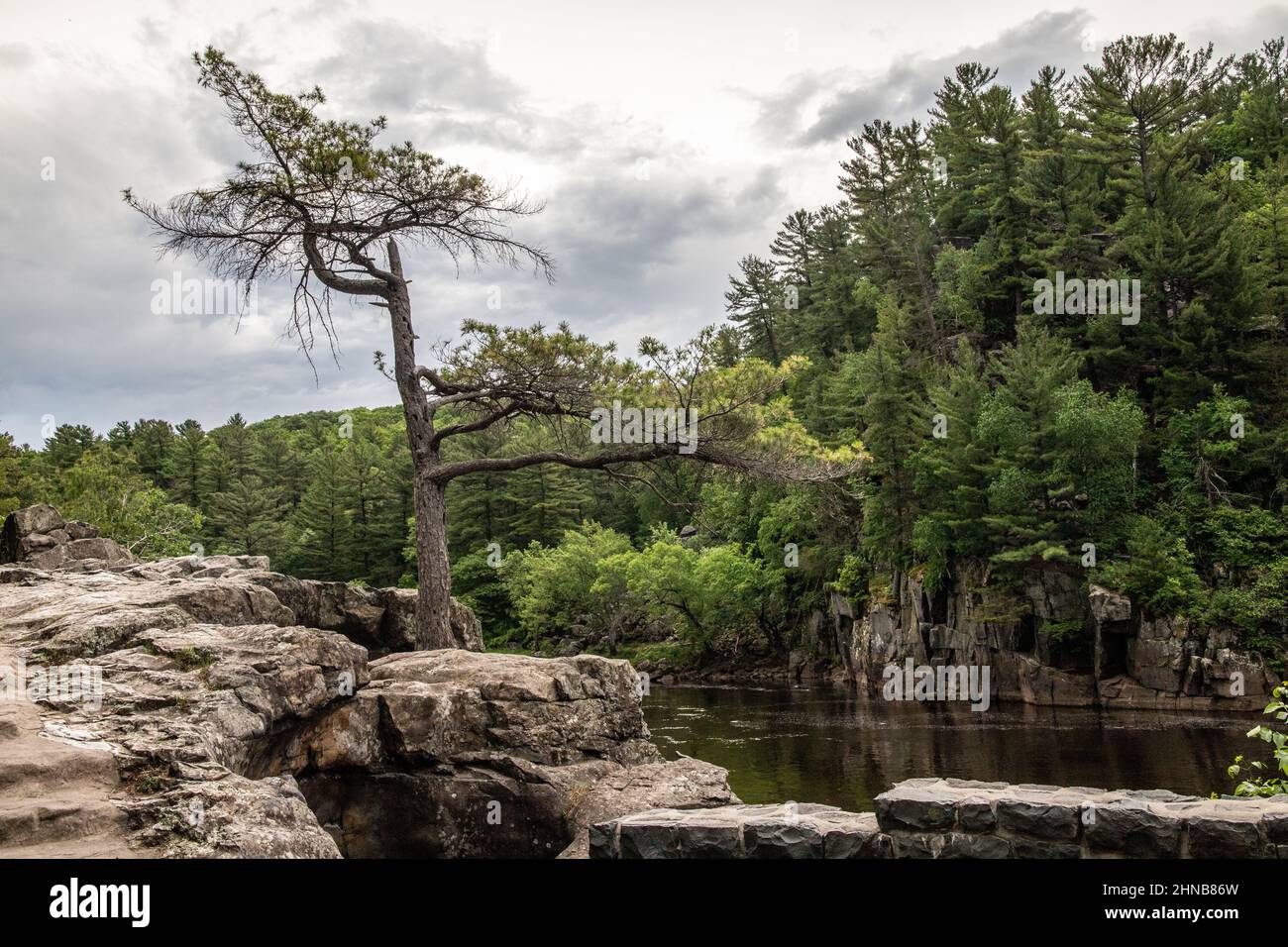 White Pine, ein Wahrzeichen des Interstate State Park, Taylors Falls, Minnesota, entlang des Dalles des St. Croix River mit seinen Klippen. Stockfoto