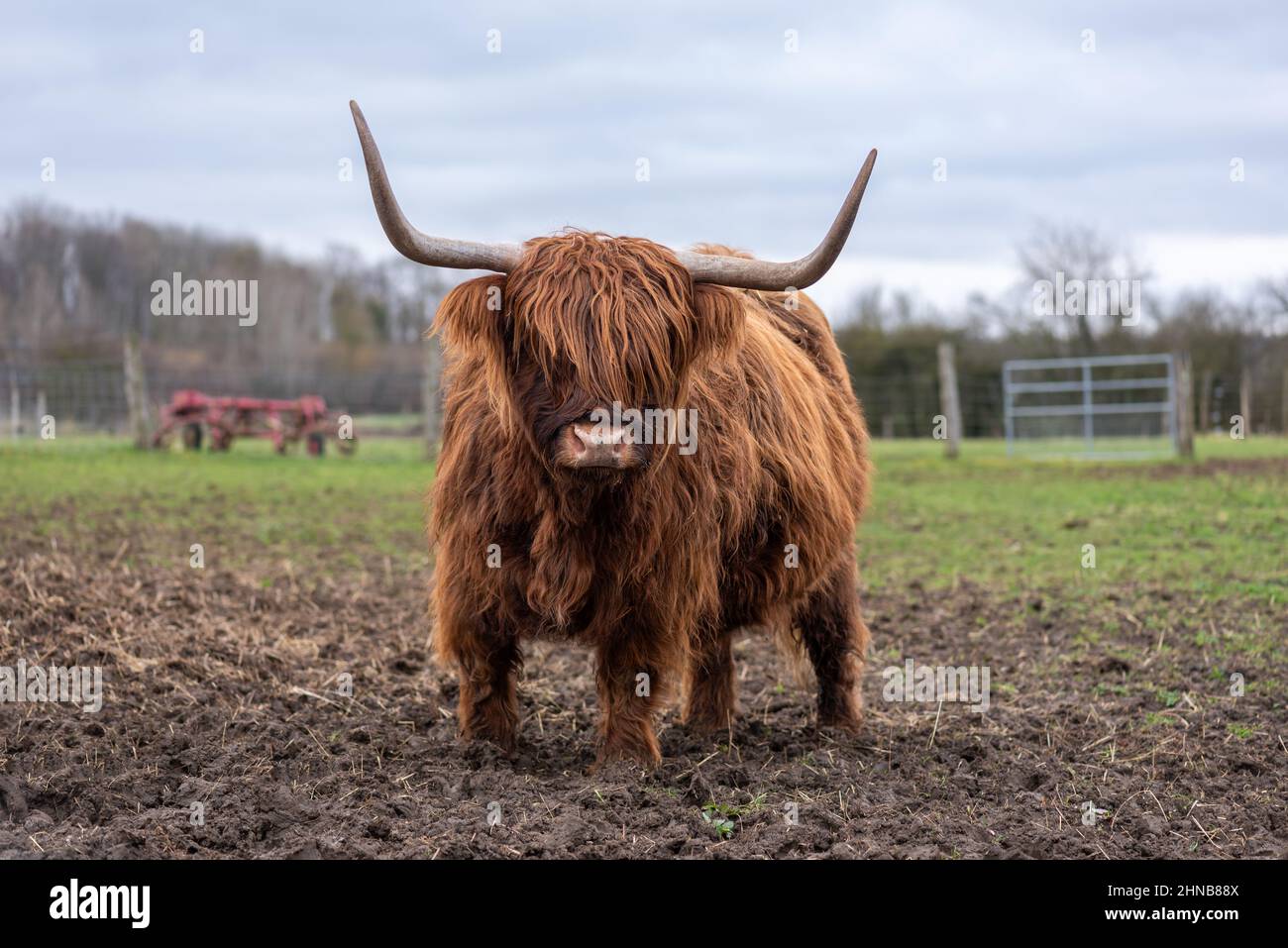 Highland-Kuh mit rotbraunem Fell auf einer Wiese im Winter, starrend auf die Kamera. Stockfoto