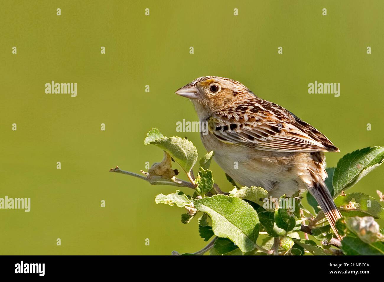 A Grasshopper Sparrow, Ammodramus savannarum, Nahaufnahme Stockfoto